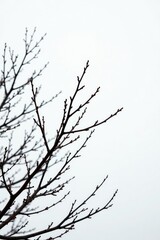 Obraz premium Branches and twigs on white background against gray sky, branch, bare