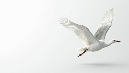 Fototapeta premium Close-up shot of pristine white feathers against a stark white backdrop , innocent, nature