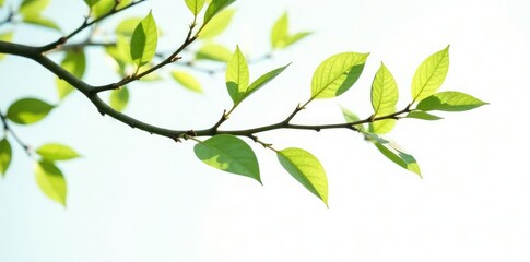 Delicate branches with thin leaves isolated on white background, tree, foliage, simple