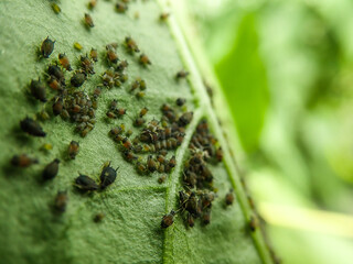 Aphids that feed on the underside of leaves to suck nectar, aphids on the inside of the leaf....