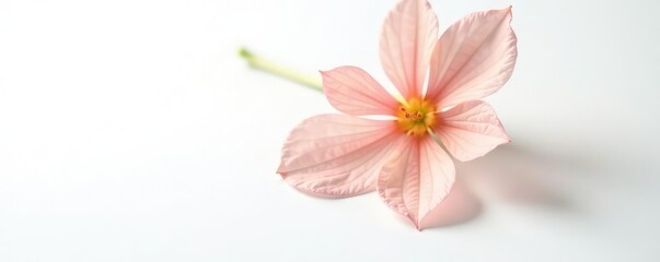 Fototapeta premium delicate flower stem isolated on white background, solo, petal