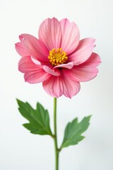 Delicate petals of a single flower on white background, floral, white, solitary