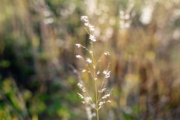 Roadside flowers, wild flowers, light and shadow, sunset