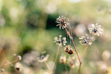 Dry wild flowers at sunset, photographed using eye level angle and thick bokeh background, nature abstract wallpaper