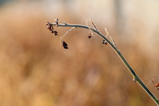 Nature background of dry grass at sunset, summer color scheme, brown, orange and thick bokeh background, nature abstract wallpaper