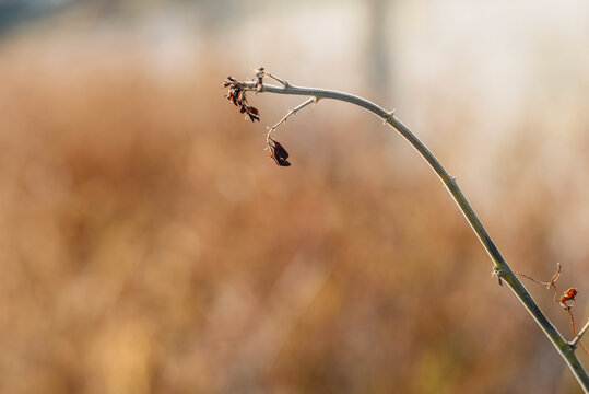 Nature background of dry grass at sunset, summer color scheme, brown, orange and thick bokeh background, nature abstract wallpaper