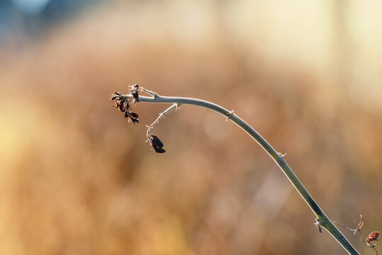 Nature background of dry grass at sunset, summer color scheme, brown, orange and thick bokeh background, nature abstract wallpaper