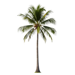 Coconut_Palm_Tree_Isolated_Tropical_Vacation_Beach_Vibes