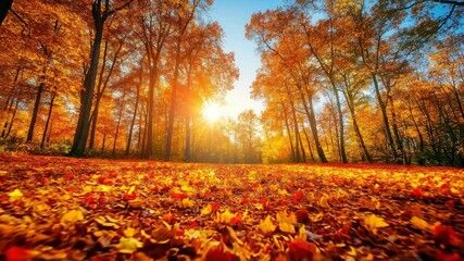 Autumn foliage forest landscape colorful trees vibrant fall colors sunny day nature photography