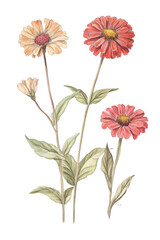 Vintage watercolor illustration of zinnia flower on transparent background.