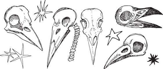 Set Halloween Clip art Sketch llustration deceased animal head Ink Line drawing comics style coloring Modern minimalist print design element dead bird skull contour spooky death symbol outline occult
