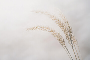 Whisper of Wheat: Delicate wheat stalks sway gently against a softly blurred background, embodying the essence of natural beauty and rustic simplicity.