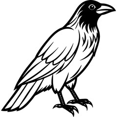 Crow bird simple black line art image, Black bold outline vector icon, Bird vector illustration
