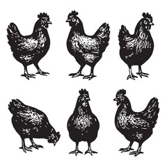 Chicken. Vintage block vector illustration