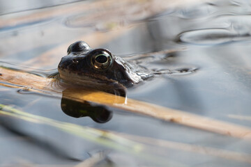 Frog in the pond at Bullenssee in the Lüneburg Heide close up