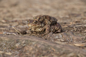 Mating of amphibian frogs at bullensee in the Lüneburg Heath