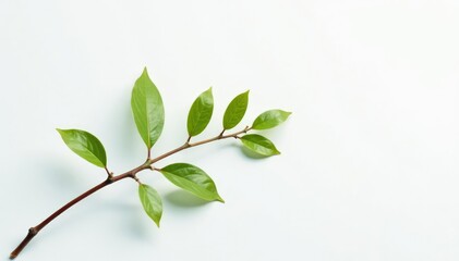 Obraz premium Delicate branch with tiny leaves on a white background, simplicity, isolation, single stem