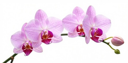 Fototapeta premium Delicate orchid blooms on a crisp white background, greenery, isolated, white