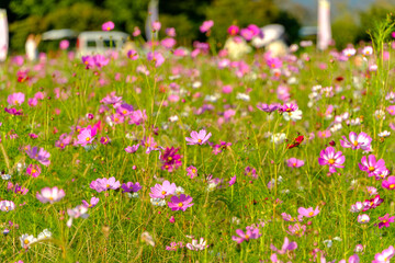 秋の陽に揺れるコスモス畑