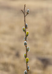Early Spring Pussy Willow Branch Close-up