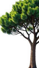 Fototapeta premium Large eucalyptus tree foliage with exposed branches on white backdrop, tree foliage, greenery