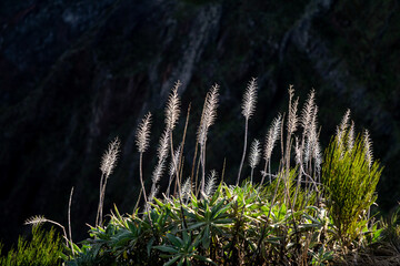 Sunlight shining through pampas grass, warm and soft glow.