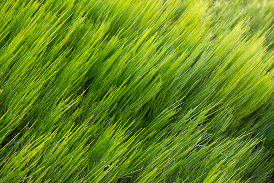 A field of uniformly tall wheatgrass, each blade a uniform shade of bright green, creating a sea of lushness under a clear blue sky. 
