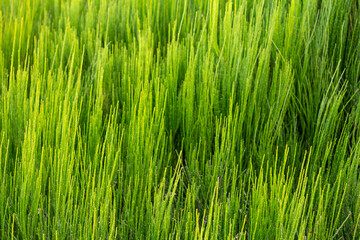  A close-up of vibrant, dew-kissed wheatgrass blades, their bright green hues intensified by morning light.