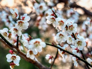 4월의 노을 빛 벚나무 꽃 클로즈업 