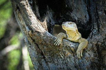 Rock Monitor Lizard in the Kruger National Park