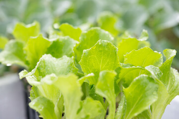 レタス苗