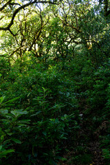Dense greenery along the levada irrigation channels in Madeira.