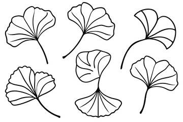 Ginkgo Leaf Line Art Simple Design for Botanical Illustration Creation  