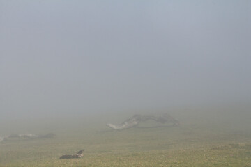 A fallen tree partially submerged in fog and clouds near Fanal Pond in Madeira, creating a mystical, otherworldly scene. The fog gently surrounds the tree, softening the edges of the fallen trunk