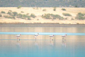 Lesser flamingoes at Lake Magadi in Kenya