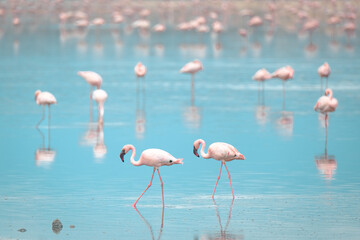 Lesser flamingoes at Lake Magadi in Kenya