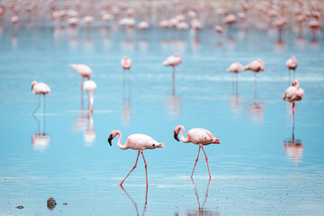 Lesser flamingoes at Lake Magadi in Kenya