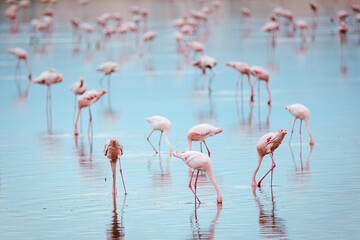 Lesser flamingoes at Lake Magadi in Kenya