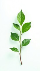 Obraz premium Small leafy sprig isolated on white background, foliage, leafy sprig