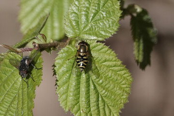A hoverfly (Syrphus sp) resting on a leaf