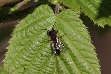A Mining Bee (Andrena) resting on a bramble leaf