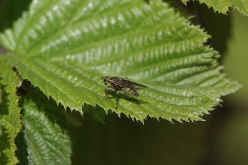 A Dung Fly (Scathophaga) resting on a leaf