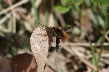 A Dark-edged Bee-fly (Bombylius major)