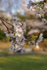 Soft white-pink cherry blossoms hang from a branch in fading golden hour sunlight. Bokeh park background of greening grass and cherry blossom trees showcases spring's renewal and nature's beauty.