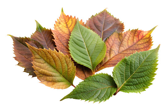 autumn leaves on transparent background - Powered by Adobe