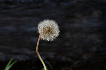 Close-up of a white dandelion seed head, its delicate structure softly illuminated. Each seed is ready to drift in the wind, symbolizing fragility, transition, and the beauty of natural patterns.