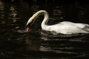 A beautiful swan diving into the water, creating ripples as it submerges. The image captures the...