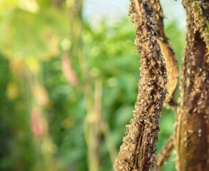 Aphids that feed on underside of green beans to suck nectar, aphid on inside of leaf. Agricultural pest. Infected . Close up Black green bean aphids infestation. Ants tending to aphids on plant leaves