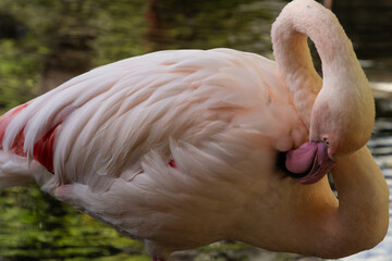 A flaming cleaning its feathers with its beak, showcasing the bird's elegant preening behavior. 