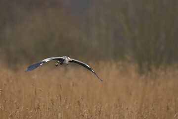 Grey Heron (Ardea cinerea) flying low over a reed bed whilst collecting nesting material at Ham Wall in Somerset, England, United Kingdom.